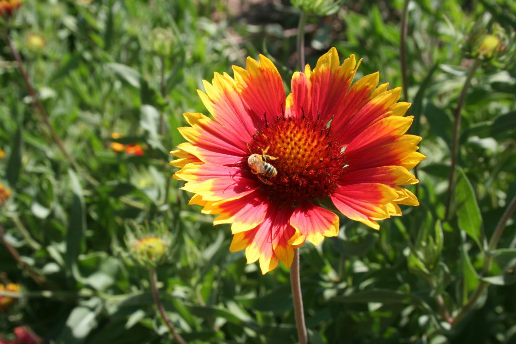 Protect Pollinators & Your Water Rights